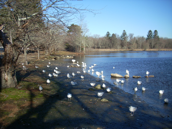 Buttonwood PArk Pond Waterfowl - www.WhalingCity.com