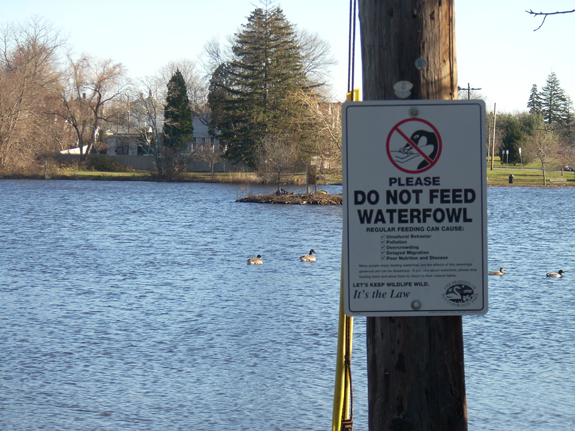 Buttonwood Pond - Dont feed the birds - www.WhalingCity.net