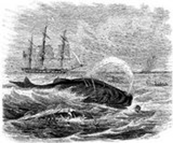 Chasing the Sperm Whale - www.WhalingCity.net